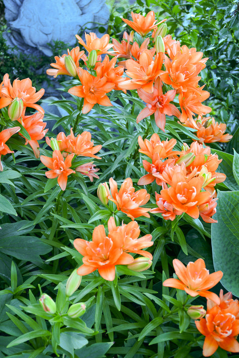 Asiatic Lily, Looks Tiny Double You