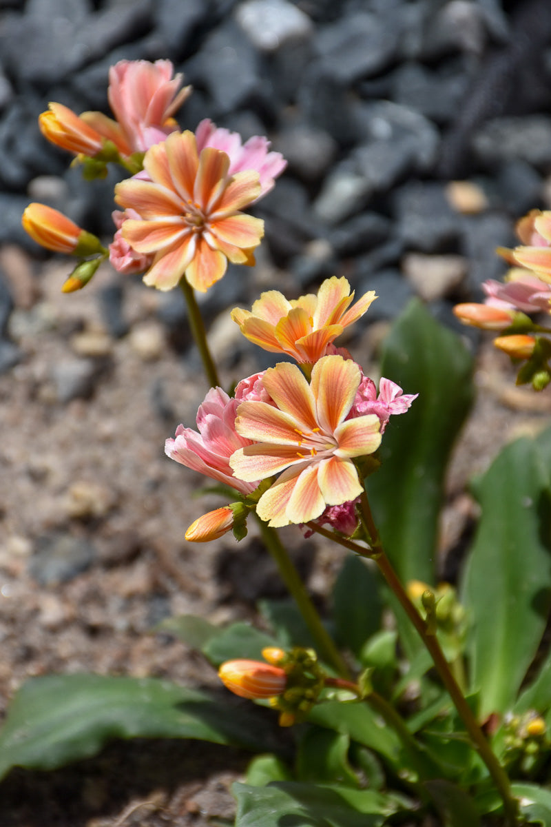 Lewisia, Elise Mix