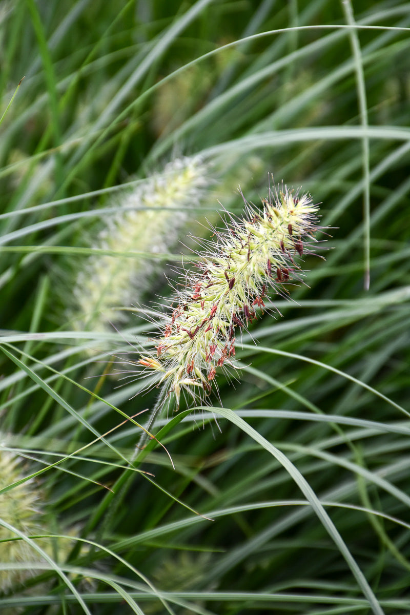 Grass, Fountain- Little Bunny