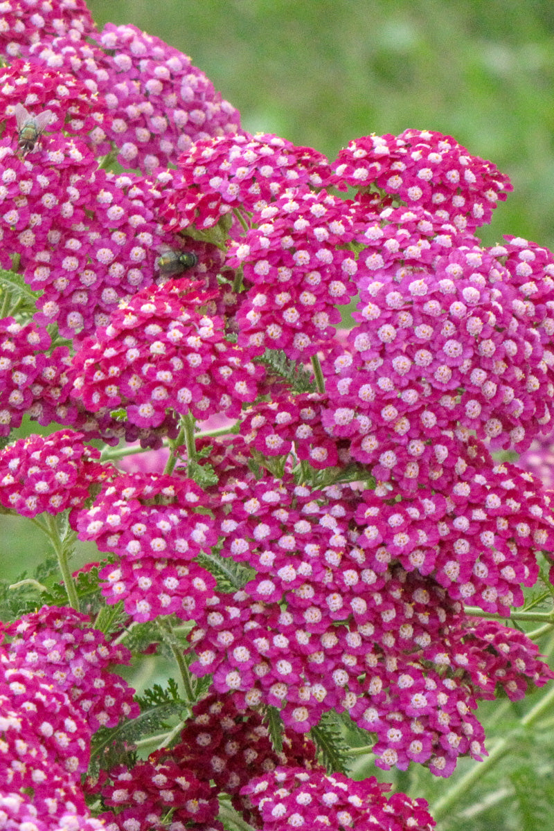 Yarrow, Cerise Queen
