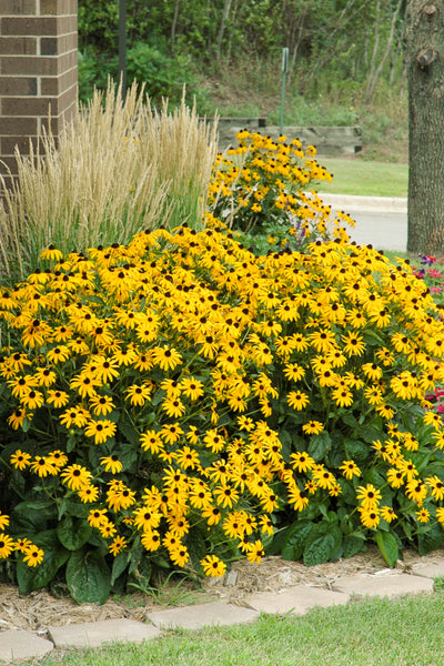 Black-Eyed Susan, Goldsturm