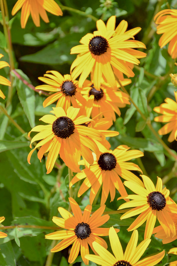 Black-Eyed Susan, Goldsturm