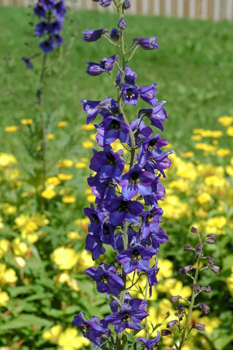 Delphinium, Black Knight
