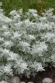 Artemisia, Silver Brocade