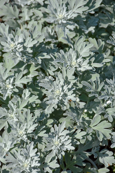 Artemisia, Silver Brocade