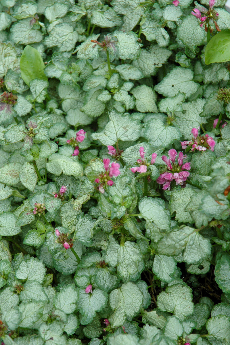 Lamium, Beacon Silver