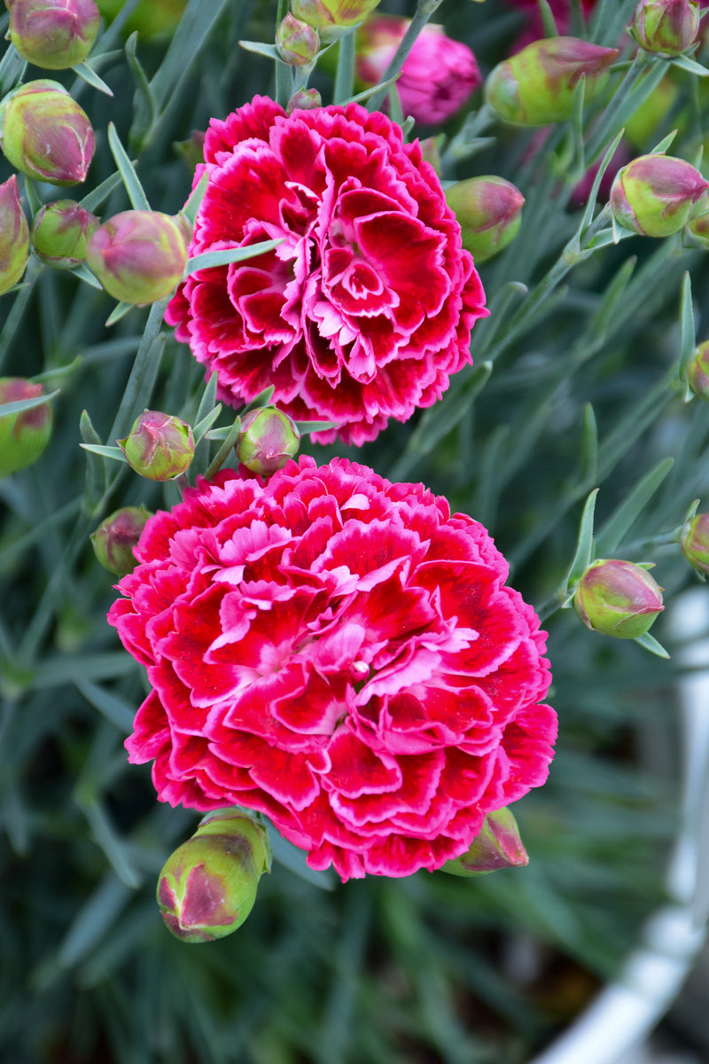 Dianthus, Cherry Vanilla