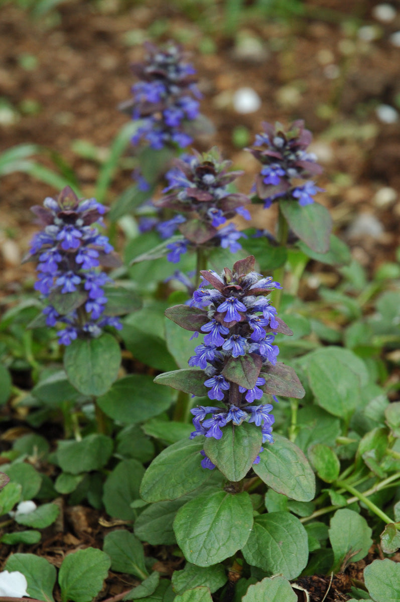 Ajuga, Catlin's Giant