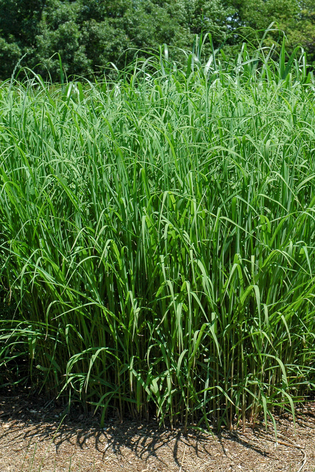 Grass, Maiden Silver Feathe