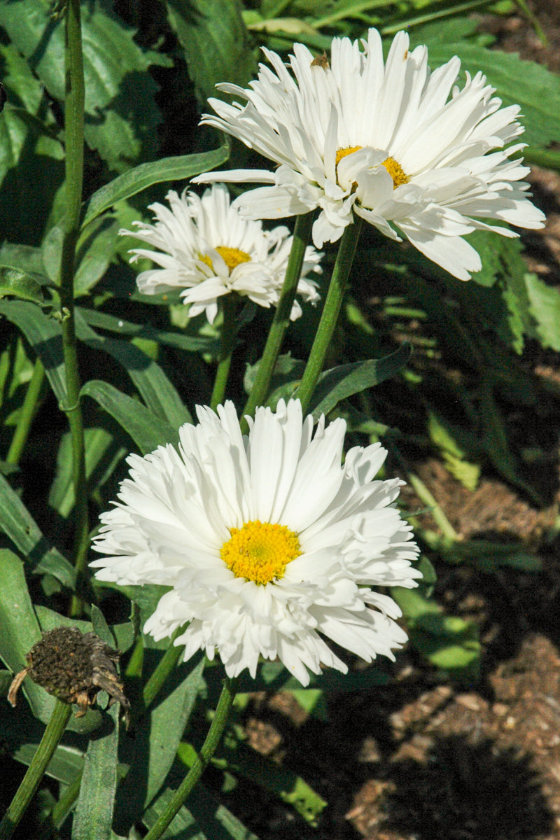 Shasta Daisy, Crazy Daisy