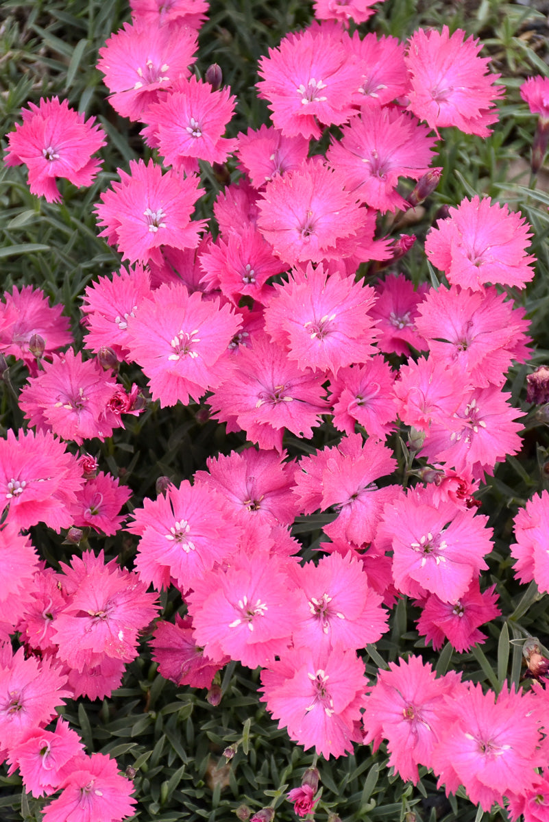 Alpine Pink, Vivid Bright Light