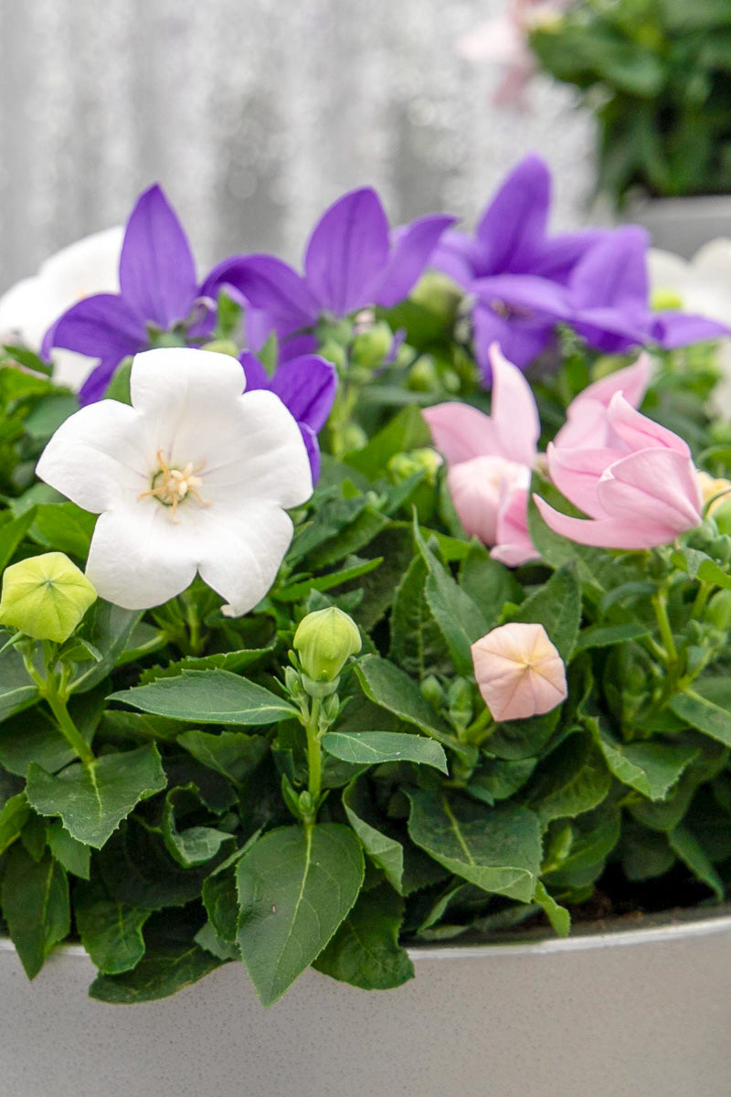 Balloon Flower, Pop Star Trio