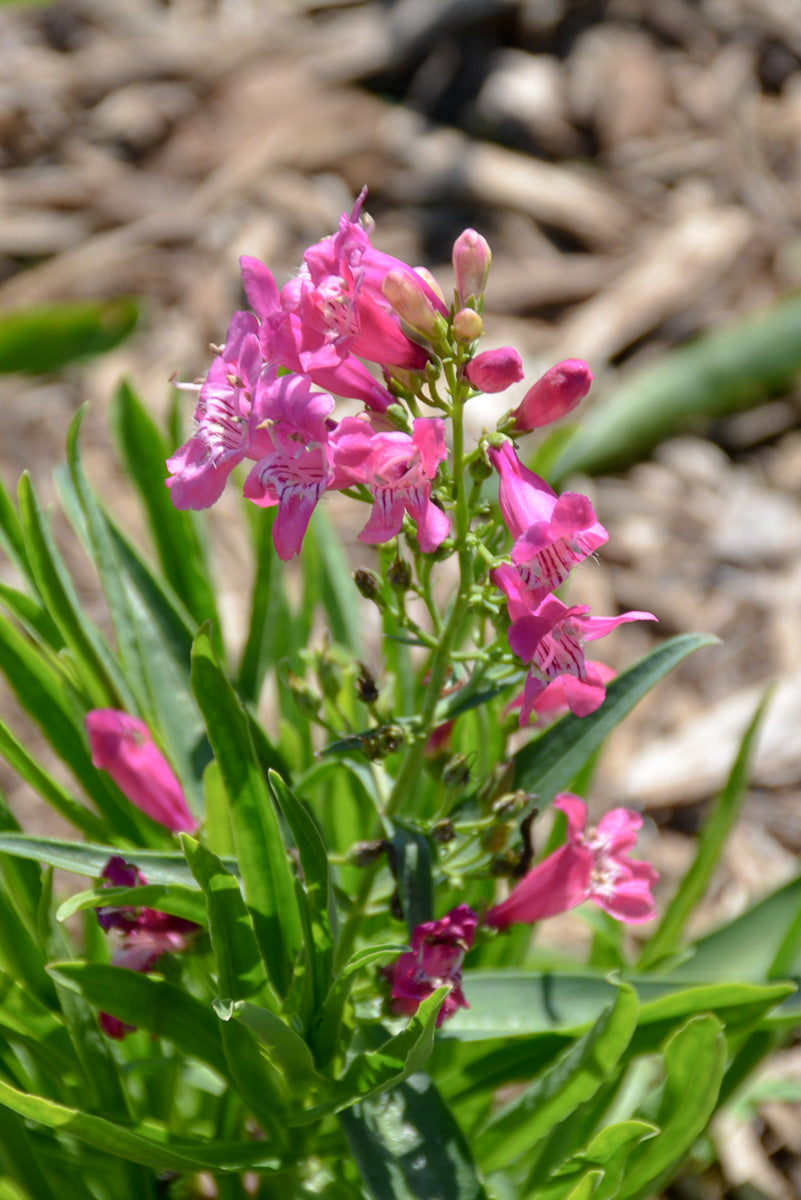 Beard-Tongue, Rock Candy Pink