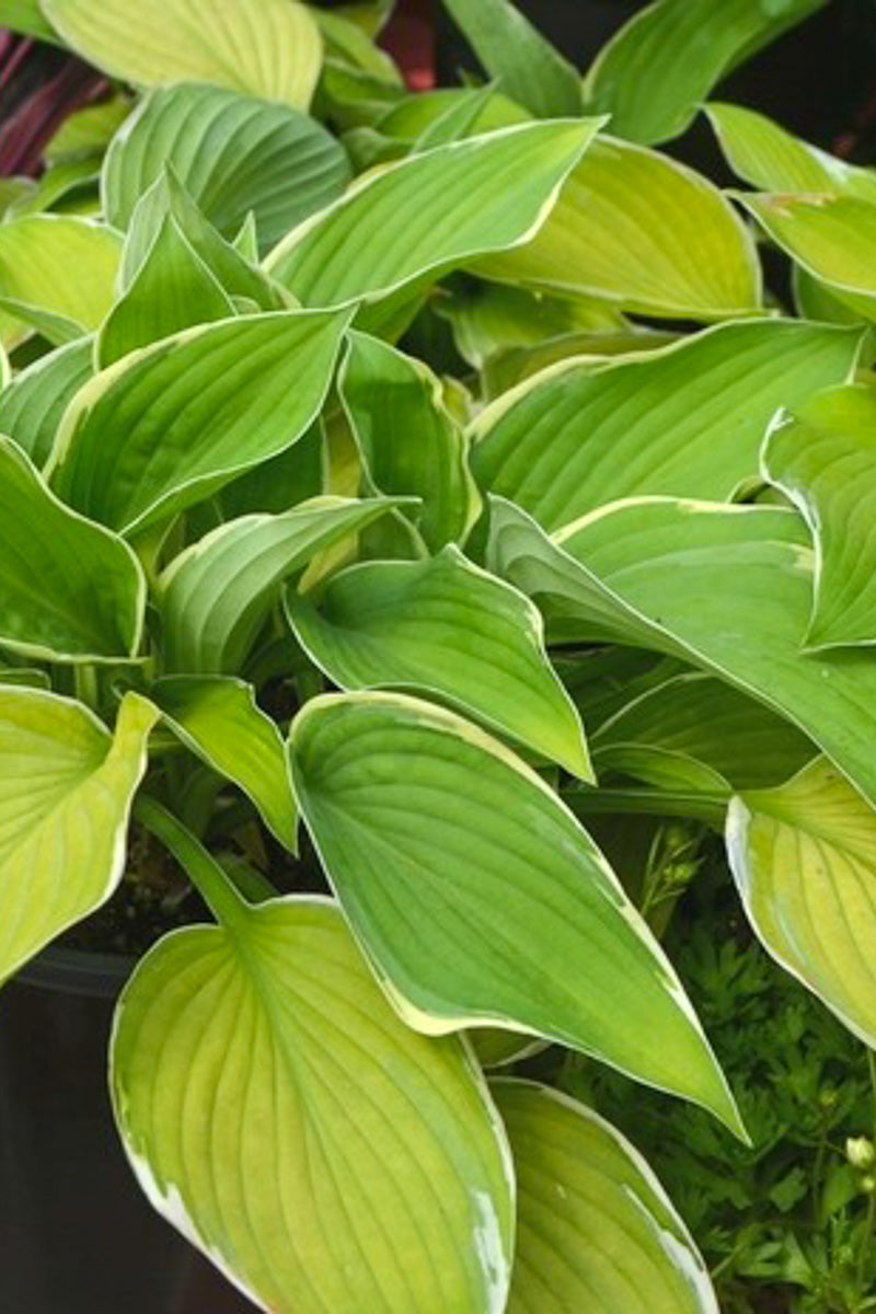 Hosta, Hasta Manana