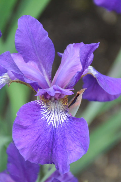 Iris, Siberian Ruffled Vel