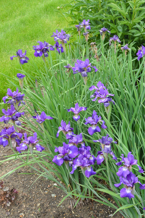Iris, Siberian Ruffled Vel