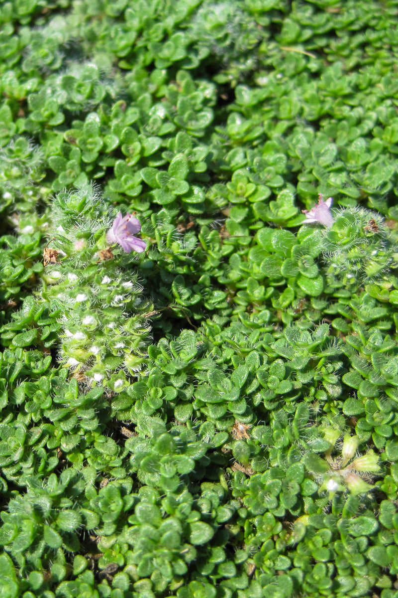 Thyme, Creeping Elfin