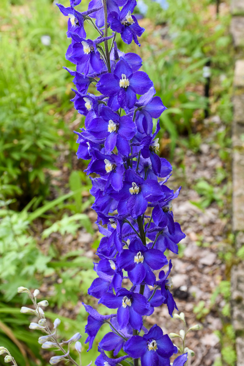 Delphinium, Bellamosum