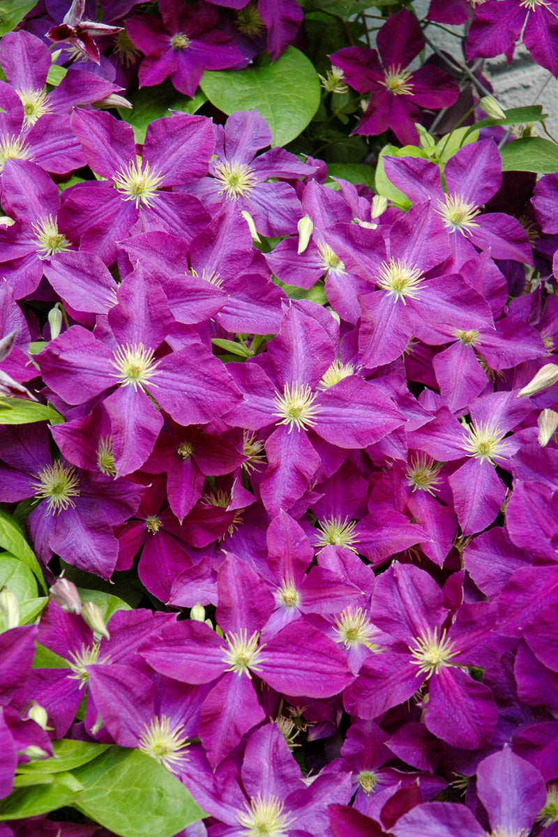 Clematis, Jackmanii Superba