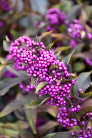 Beautyberry, Pearl Glam