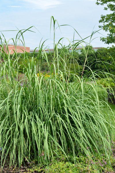 Grass, Ravennae