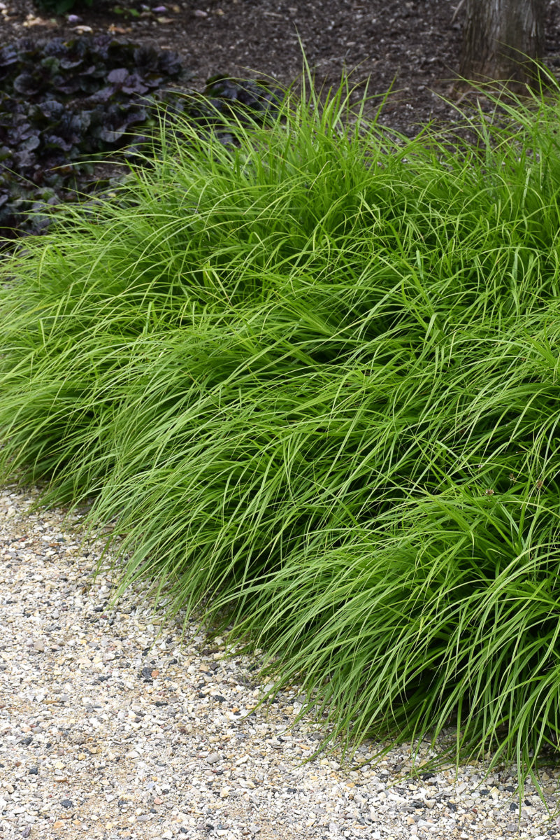 Grass, Sedge- Prairie