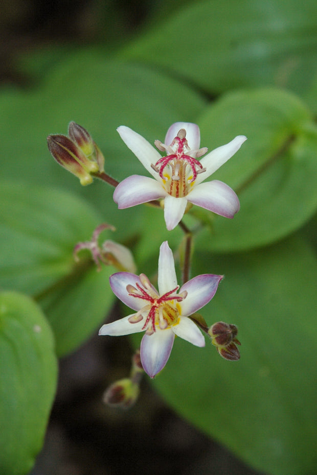 Toad Lily, Tojen