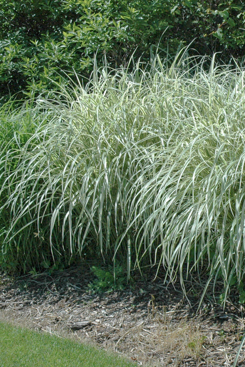 Grass, Maiden Rigoletto
