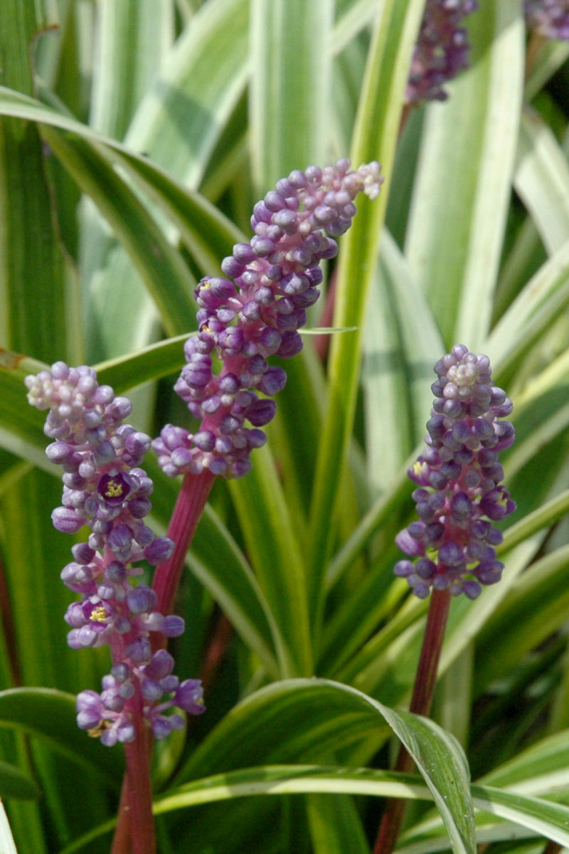 Lilyturf, variegated