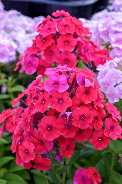 Phlox, Red Riding Hood