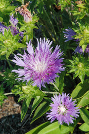 Stoke'S Aster, Peachies