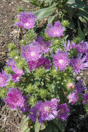 Stoke'S Aster, Peachies