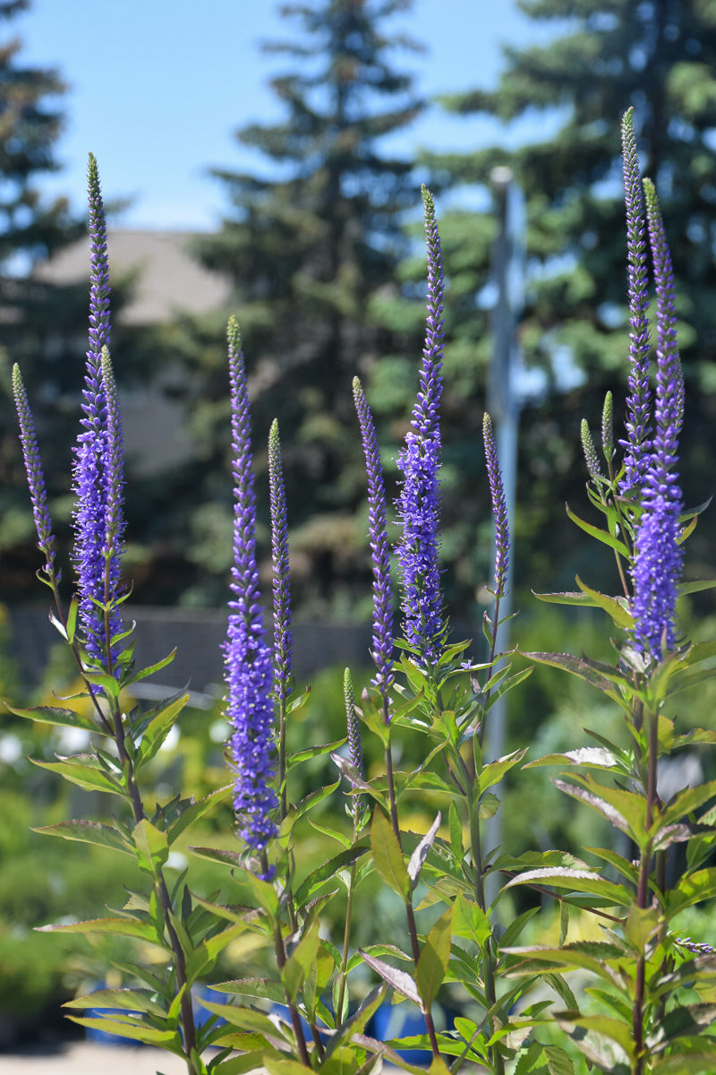 Veronica, Blue Skywalker