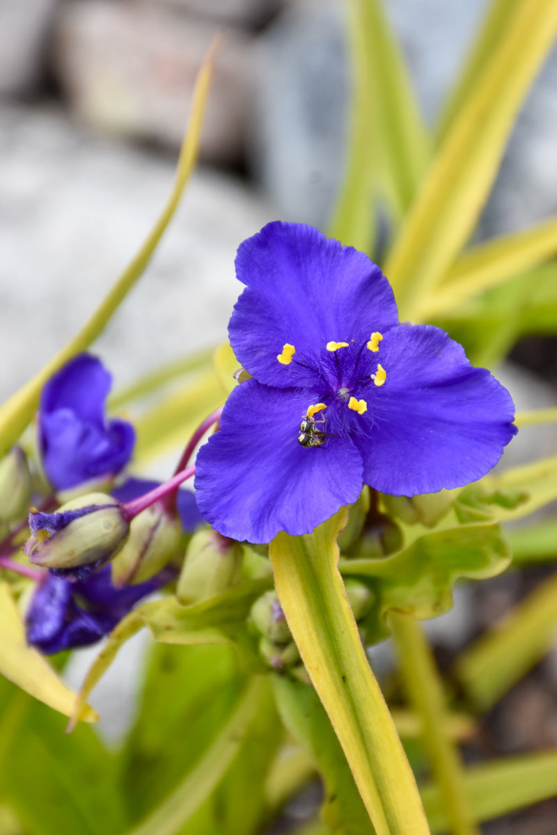 Spiderwort, Sweet Kate