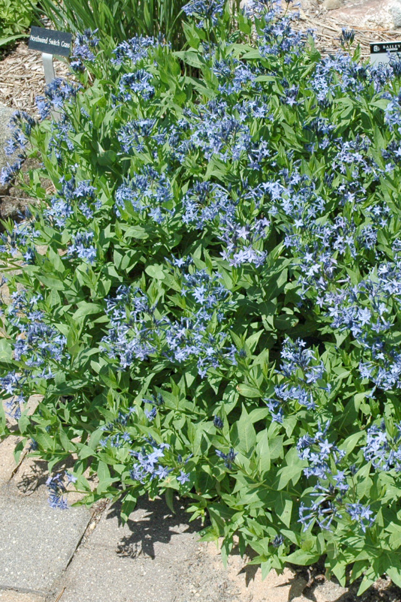 Amsonia, Blue Ice