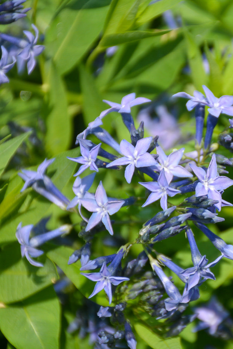 Amsonia, Blue Ice