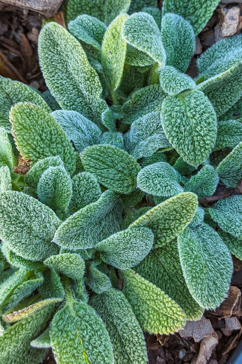 Lamb's Ear, Little Lamb