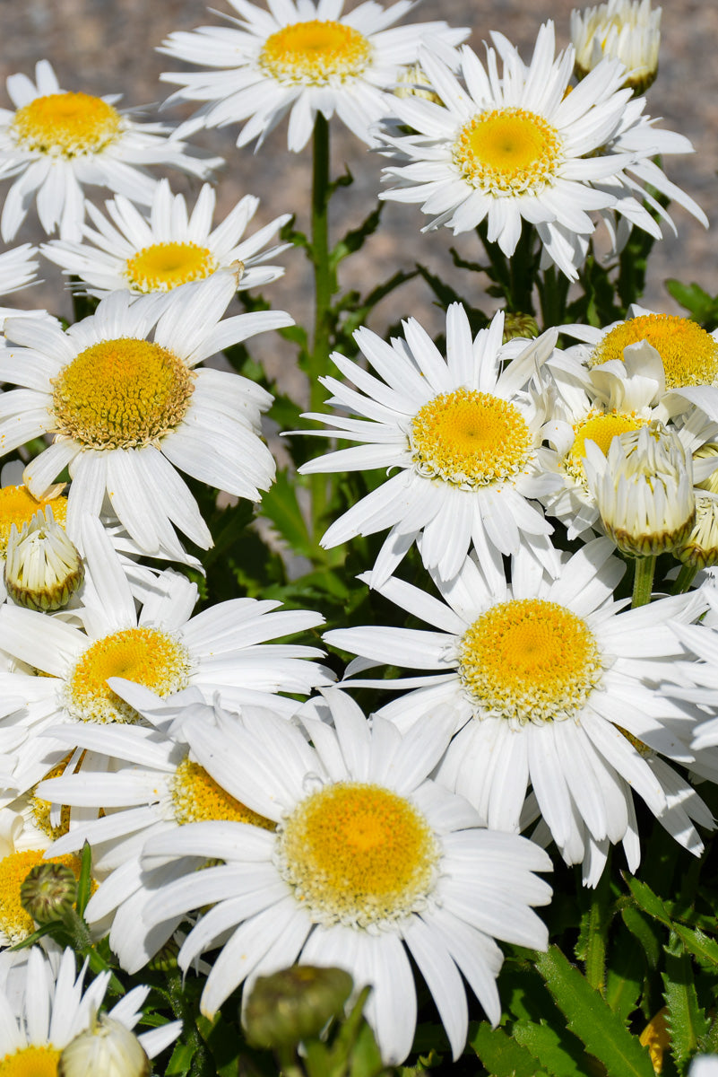 Shasta Daisy, Carpet Angel
