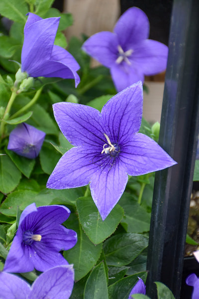 Balloon Flower, Pop star Blue