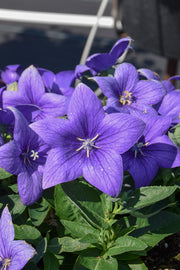 Balloon Flower, Pop star Blue