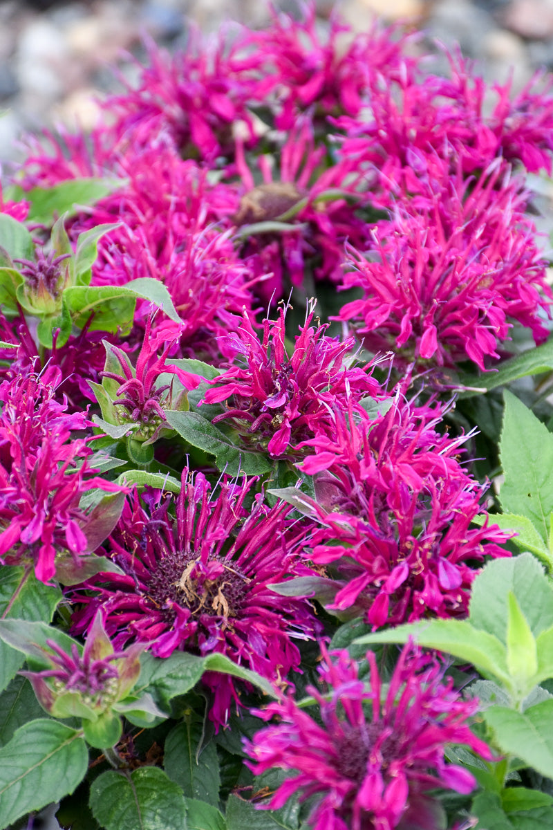 Bee Balm, Balmy Purple