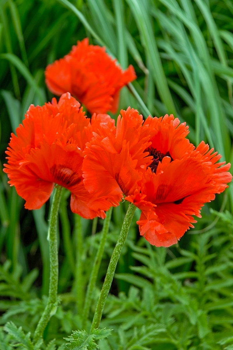 Poppy, Orient Turkenlouis