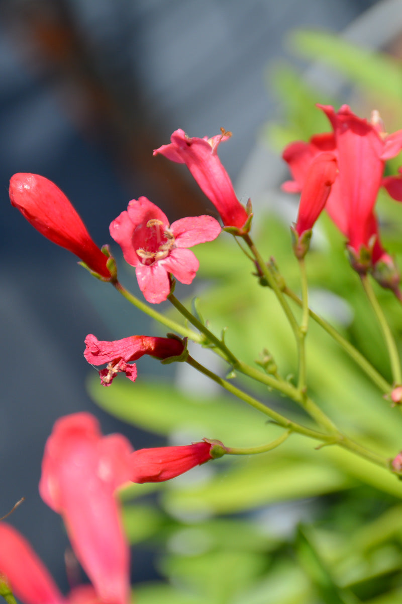 Beard-Tongue, Pristine Scarlet
