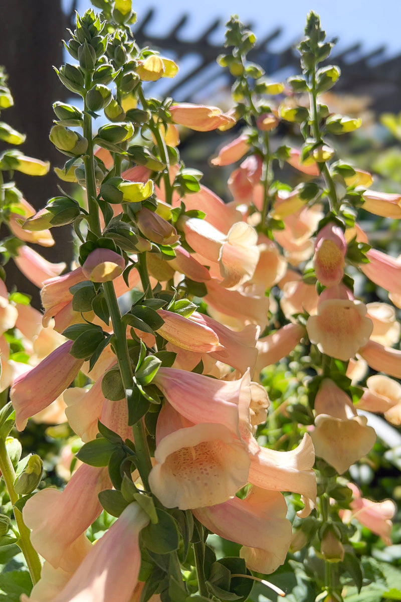 Foxglove, Dalmatian Peach