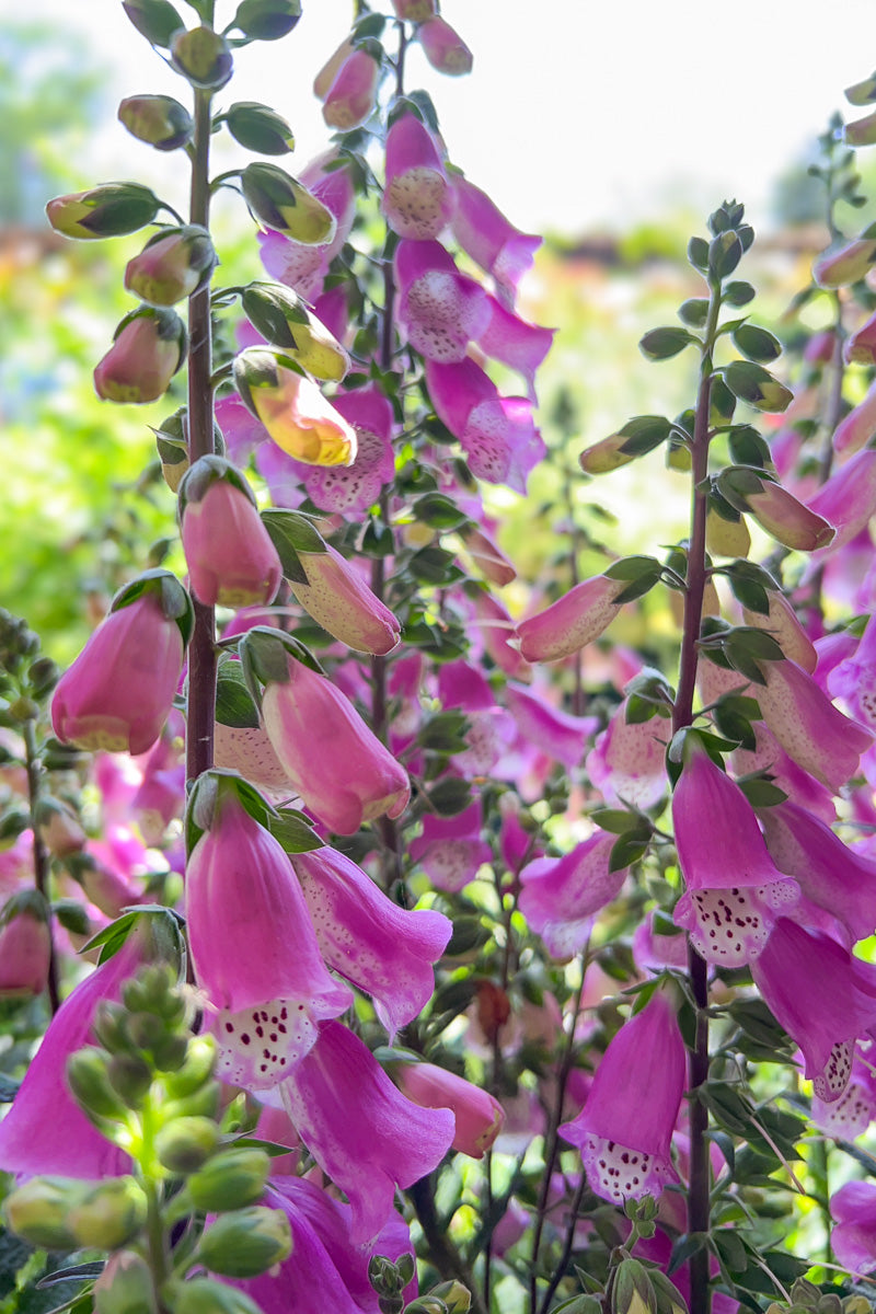 Foxglove, Panther Pink