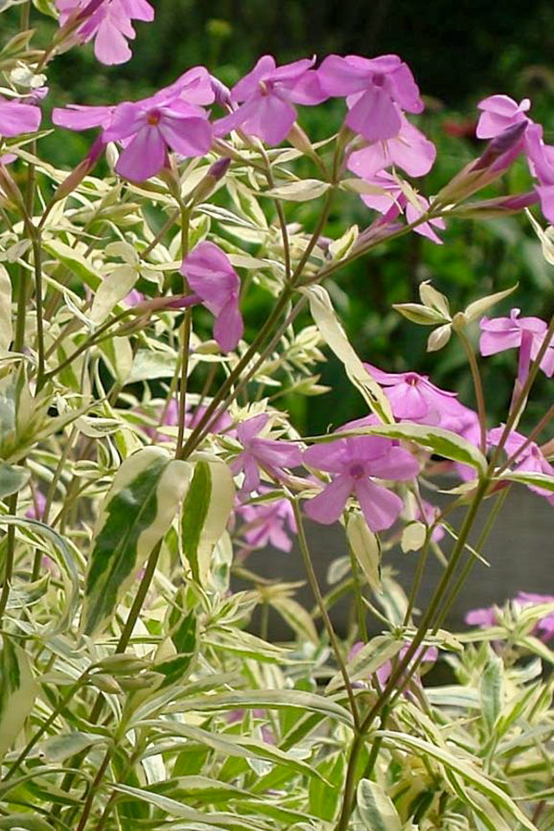 Phlox, Smooth Triple Play