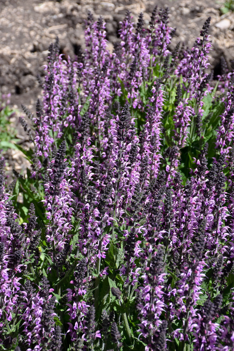 Salvia, Back To Fuchsia