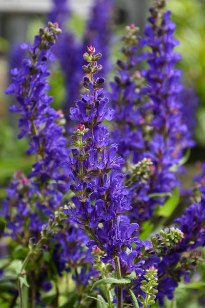 Salvia, Dark Matter