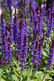 Salvia, Violet  Profusion