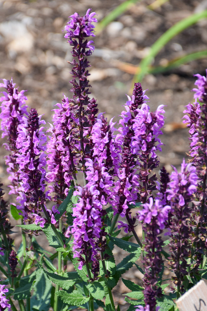 Salvia, Pink Profusion